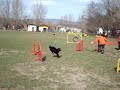 Luca agility training 4 0322