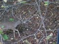 Deer hunting - Massive 10 point - \"Snort Wheeze\"