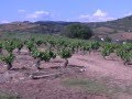 Una tarde en el viñedo con Bodegas Peique