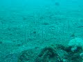 razor fish razor fish