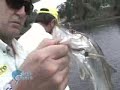 Pesca Dinâmica - Pescaria de Robalos com artificiais em Guaratuba e Piraíba no Rio Araguaia - GO Pesca Dinâmica - Pescaria de Robalos com artificiais em Guaratuba e Piraíba no Rio Araguaia - GO