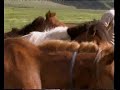 Cultural - Horse Riding (Gobiin Ugluu)