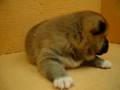 07/1-公母幼犬號-日新犬舍