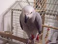 My African Grey, Mxo 3