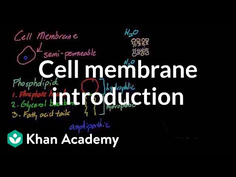 plasma membrane khan academy