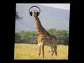 Badger & Giraffe ep.4