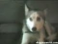 catel vorbitor catel vorbitor