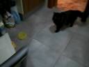 la-gata-demonia