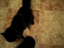la-gata-demonia