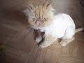 ma doudou ma doudou