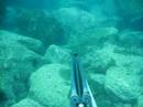 見過百條海鰜游過再Miss白立