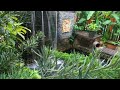 Calming sound of water and crickets