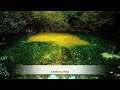 Calming sound of water and crickets