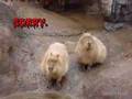 Capybaras!