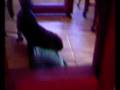 Toby the Wonder Dog