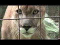 COUGAR + CHEETAH = Big Cat Success!