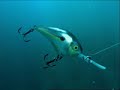 Bass Striking Crank Bait Bass Striking Crank Bait