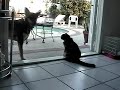 #2 - The Adventures of Taz & Mika - Mika Tries to Speak Cat