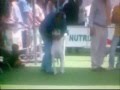 Dogo Argentino video