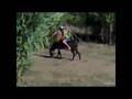 antelo y el burro