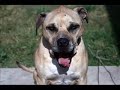 My Dog Bacchus