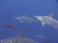 Shark Parade