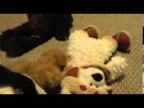 Owen and Kingsley Playing!