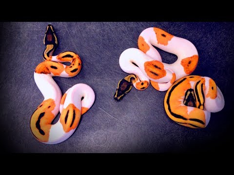 YouTube reptile video
