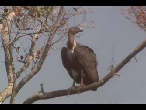 cambodia