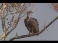 Cambodia's 'vulture restaurants'