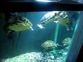 videos de turtle