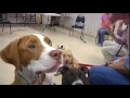 Ohio Changes Vicious Dog Law