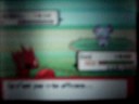 snubbull PR 4 snubbull PR 4