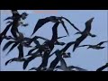 Galapagos: Born of Fire - Wildscreen 2008 Panda Award Winner