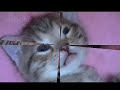 Cute Bengal Kittens Slide Show