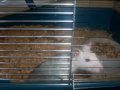 montage de mes rat