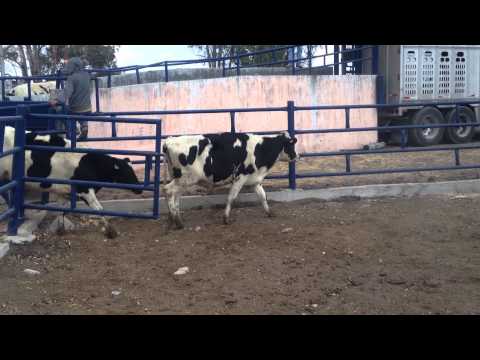 La Cotera, Venta de ganado Holstein.