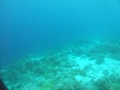 Thinadhoo Thila Safety Stop