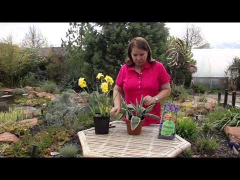 how to transplant tulips from a pot