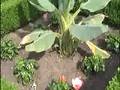 videos de Tropisch Vordenstein  35 - Musa lasiocarpa