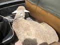 Jeep-with-a-sheep in Bishkek, Kyrgyzstan