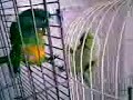 VAYA PAR DE DOS!! LEO Y ROCO VAYA PAR DE DOS!! LEO Y ROCO