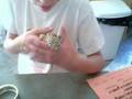 how to handle leopard geckoes