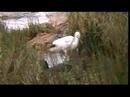 Fauna de la Costa (extract) by androoval Fauna de la Costa (extract) by androoval