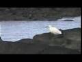 Fauna de la Costa (extract) by androoval