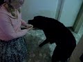 The Dog called V�in� meets me after a month (in Finland)