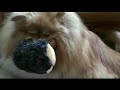 Pomeranians at PomRescue.com have a visit from the \