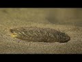 Benthos marine life