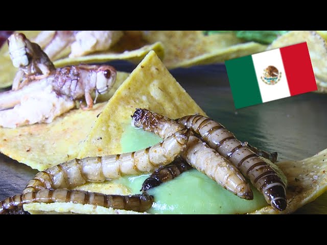 Pikant frittierte Käferlarven, Heuschrecken und Grillen auf Mexikanisch