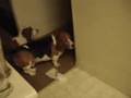 Intruder